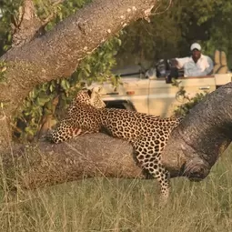 AmaWaterways African Safari Leopard Picture