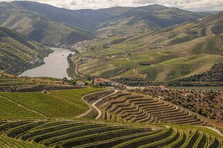 Douro River Valley Vineyards Picture
