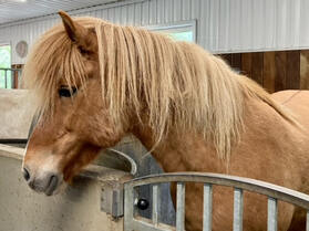 Icelandic Horse Picture
