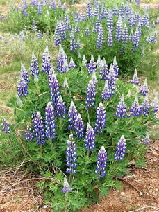 Lupine in Iceland Picture