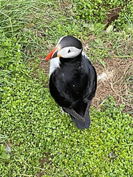 Puffin in Iceland Picture