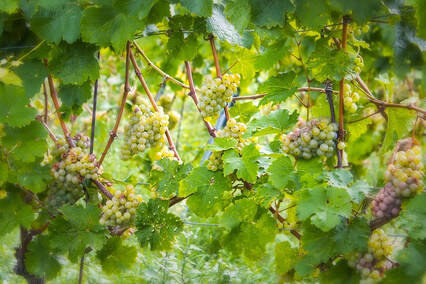 Rhine Wine Vineyard Picture