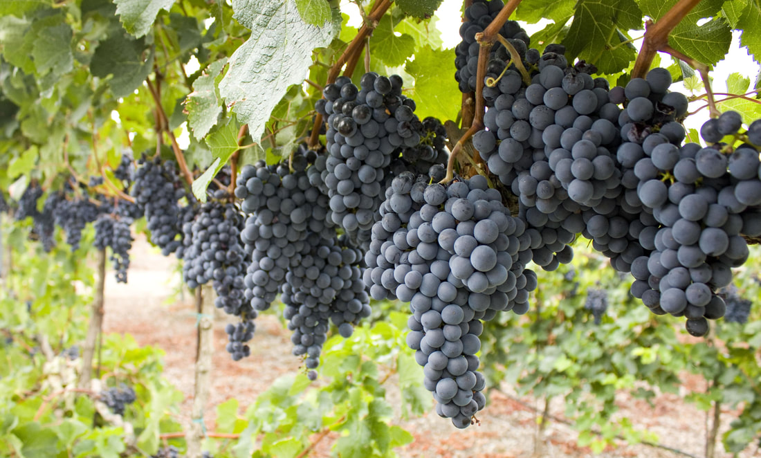 Red grapes in a wine vineyard